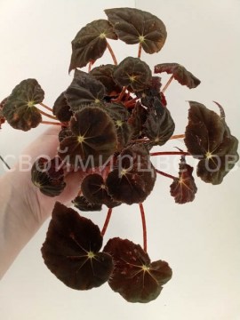 Бегония Bowerae Black